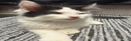 Mixed Breed cats for sale: 3 kittens  - Advert 11