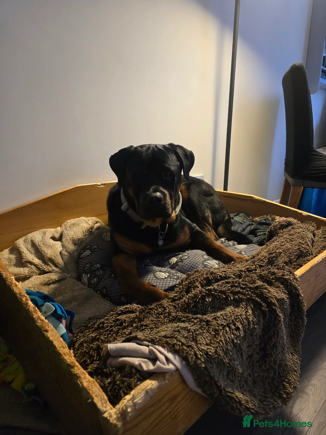 Rottweiler dogs for stud: Rottweiler for STUD  in Southam - Advert 2
