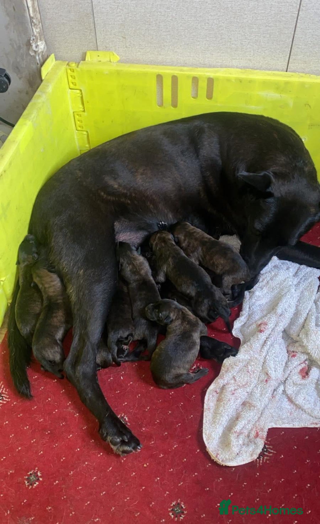 Mixed Breed dogs for sale: Dutch herder x German Shepherd pups - Image 1