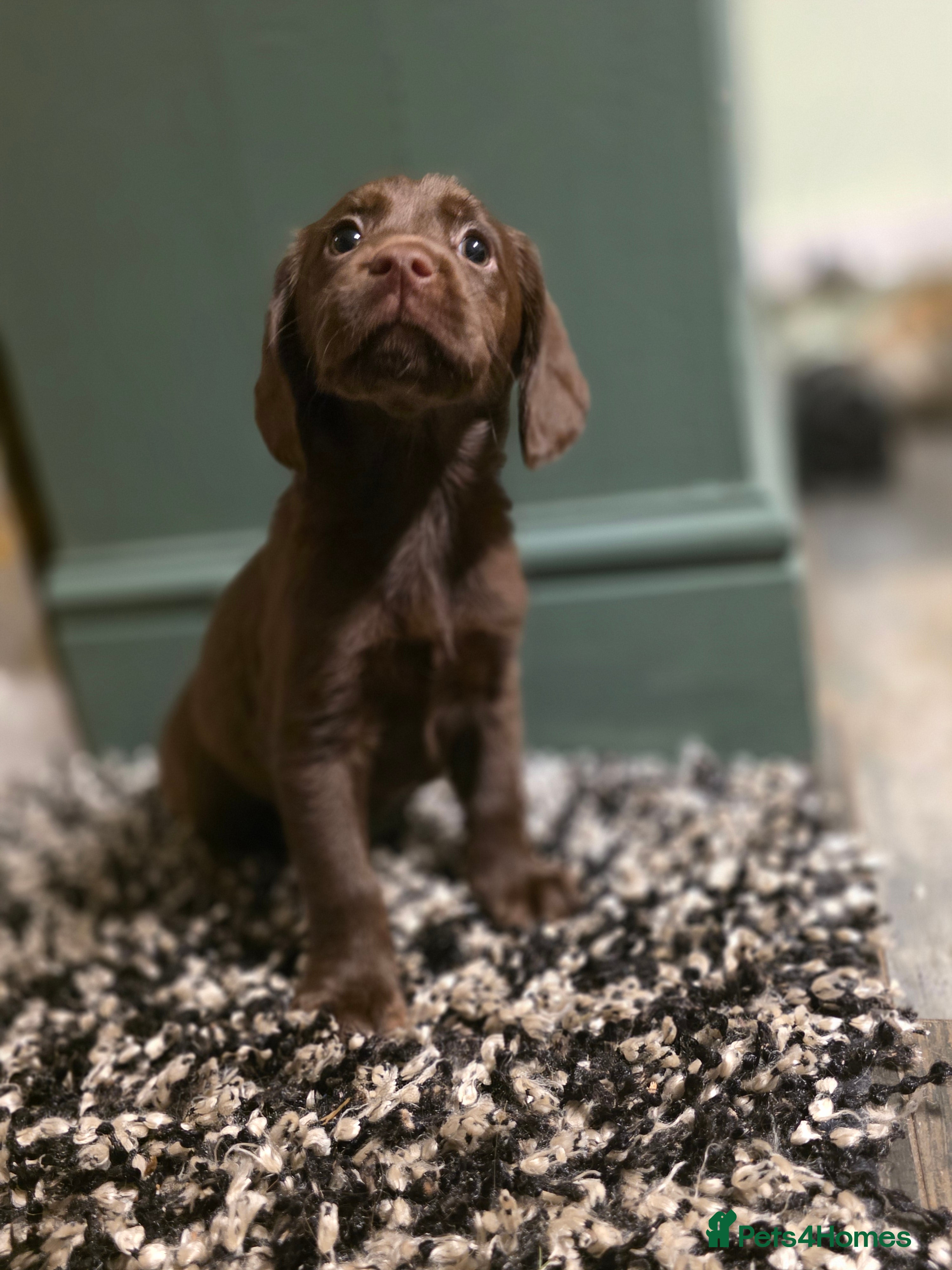 Cockerdor dogs ❤️ Ready valentines day❤️ chocolate cockador pups - Advert 1