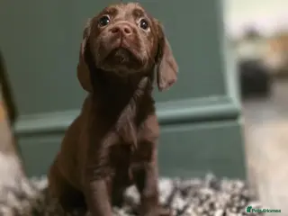 Cockerdor dogs ❤️ Ready valentines day❤️ chocolate cockador pups - Advert 3