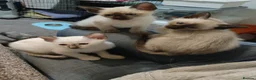 Siamese cats for sale: Siamese x rex kittens - Advert 6