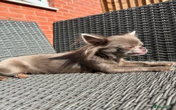 Chihuahua dogs for sale: Long haired lilac chihuahua girl - Image 3