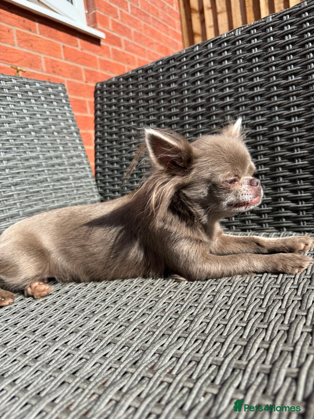 Chihuahua dogs for sale: Long haired lilac chihuahua girl - Image 3