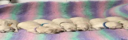 Golden Retriever dogs for sale: White show lines retriever puppies  - Advert 9