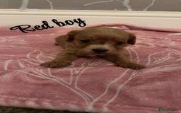 Cavapoo dogs for sale: F1 cavapoo puppies  - Image 5