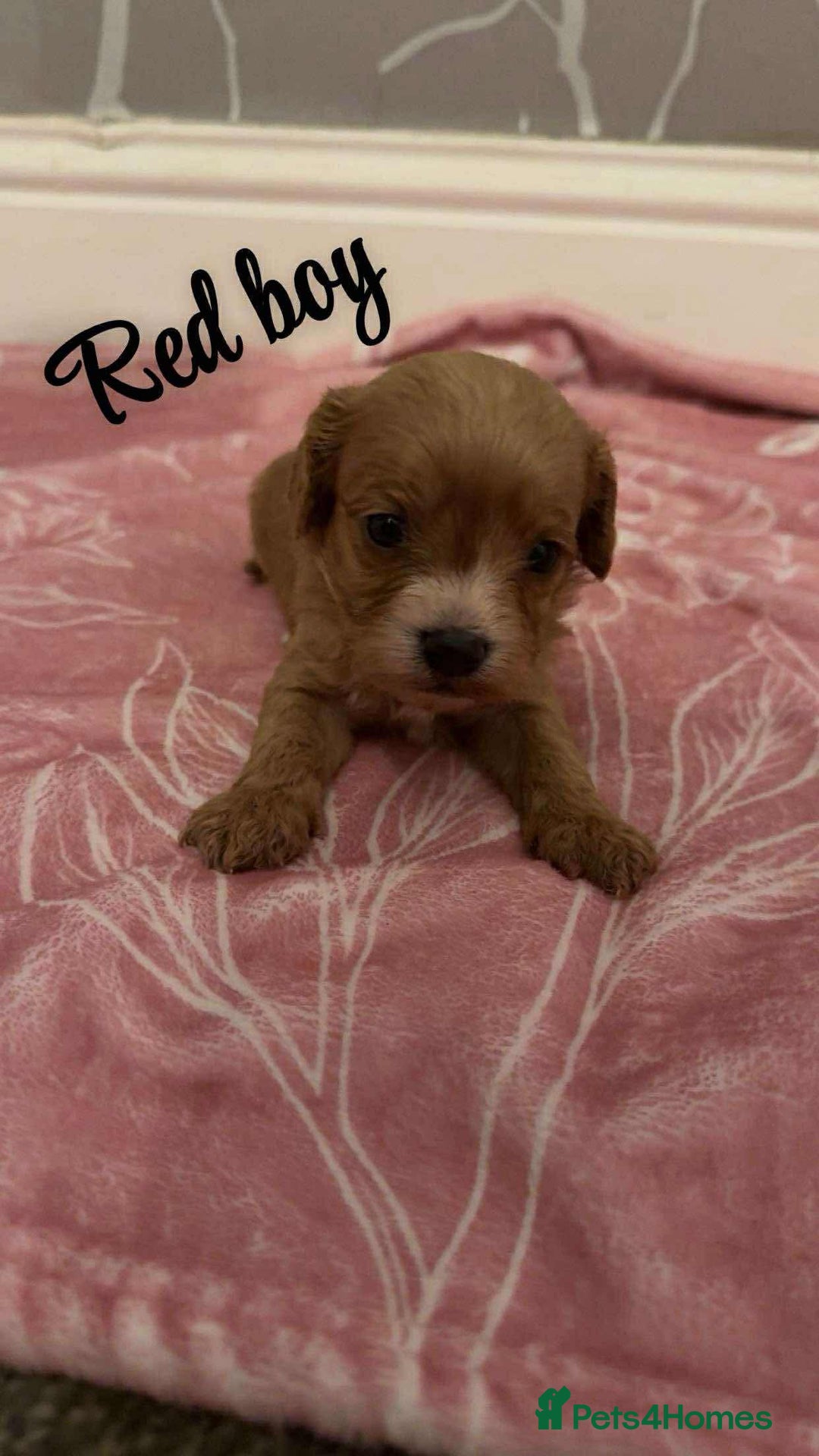 Cavapoo dogs for sale: F1 cavapoo puppies  - Image 5