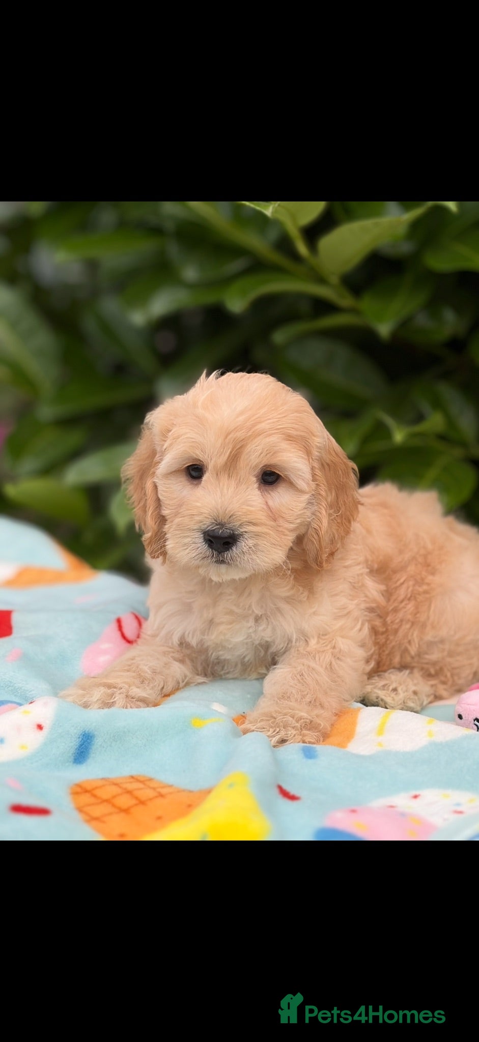 Cockapoo dogs 🌸 READY NOW FEMALE F1 COCKERPOOS 🌸 - Advert 1
