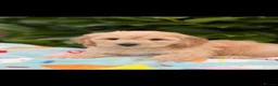 Cockapoo dogs for sale: 🌸 READY NOW SHOW QUALITY TOY F1 COCKERPOOS 🌸 - Advert 21
