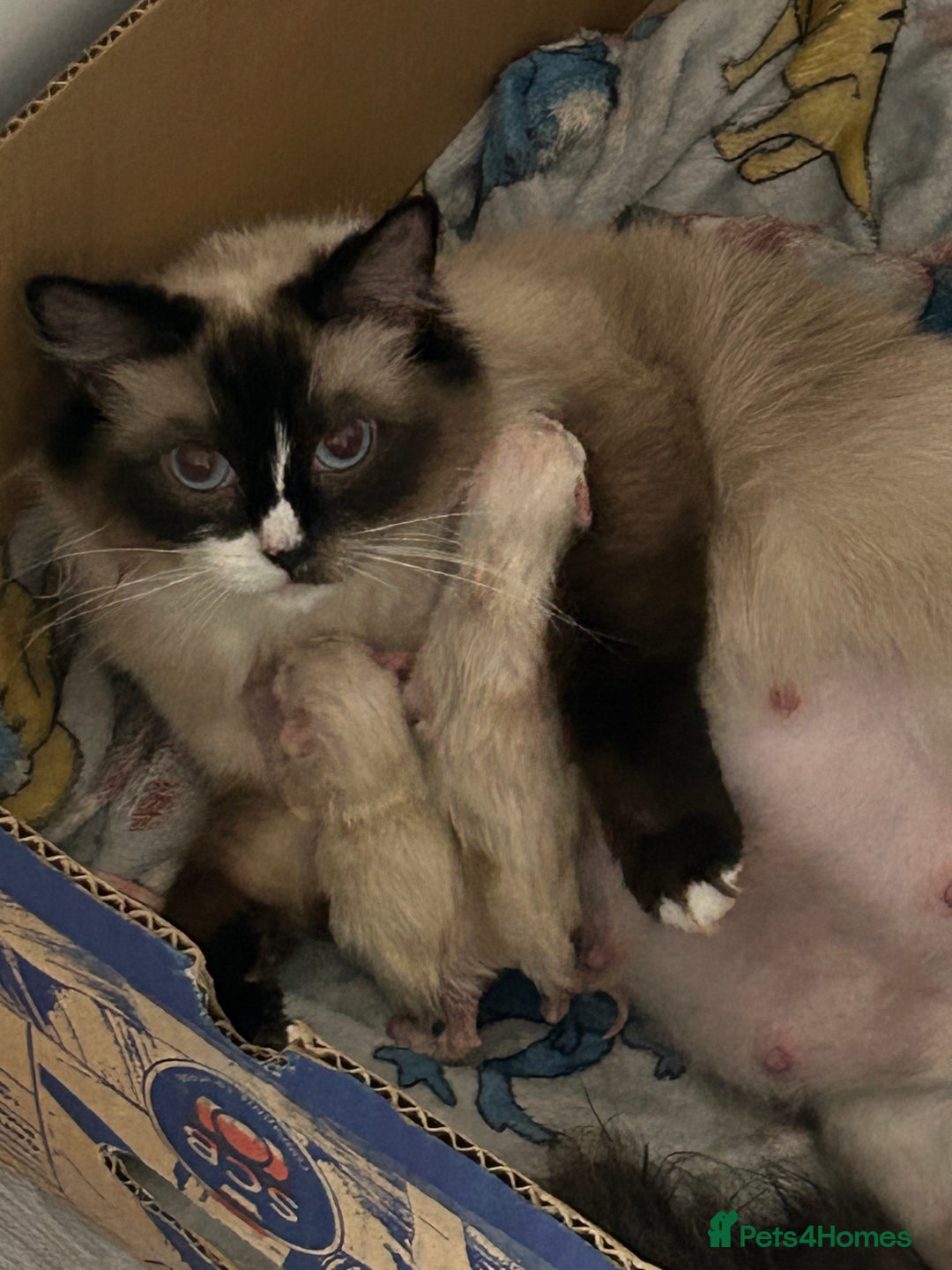 Ragdoll cats for sale: 4 beautiful Ragdolls for sale  - Image 8