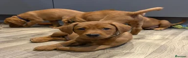 Labrador Retriever 5