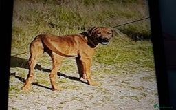 Rhodesian Ridgeback dogs for sale: Beautiful Kc Registered  - Image 7