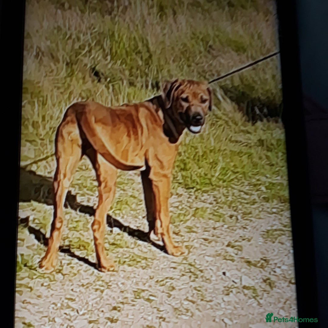 Rhodesian Ridgeback dogs for sale: Beautiful Kc Registered  - Image 7
