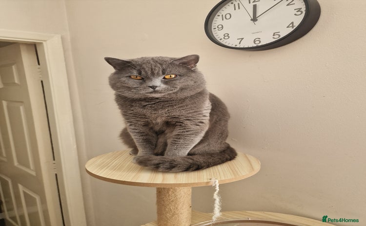 British Shorthair cats - Advert 11