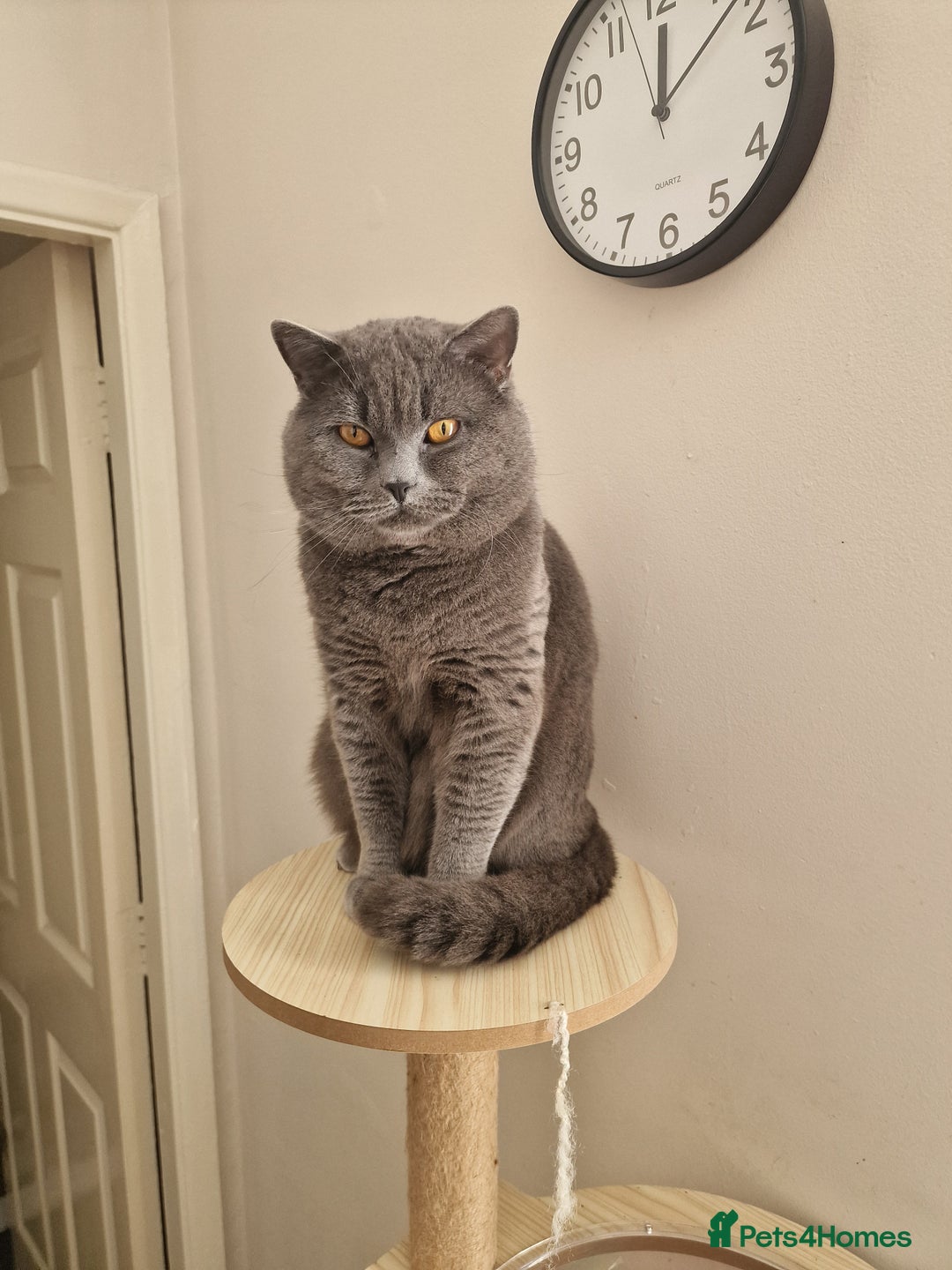British Shorthair cats for stud: British shorthair male for stud - Image 1