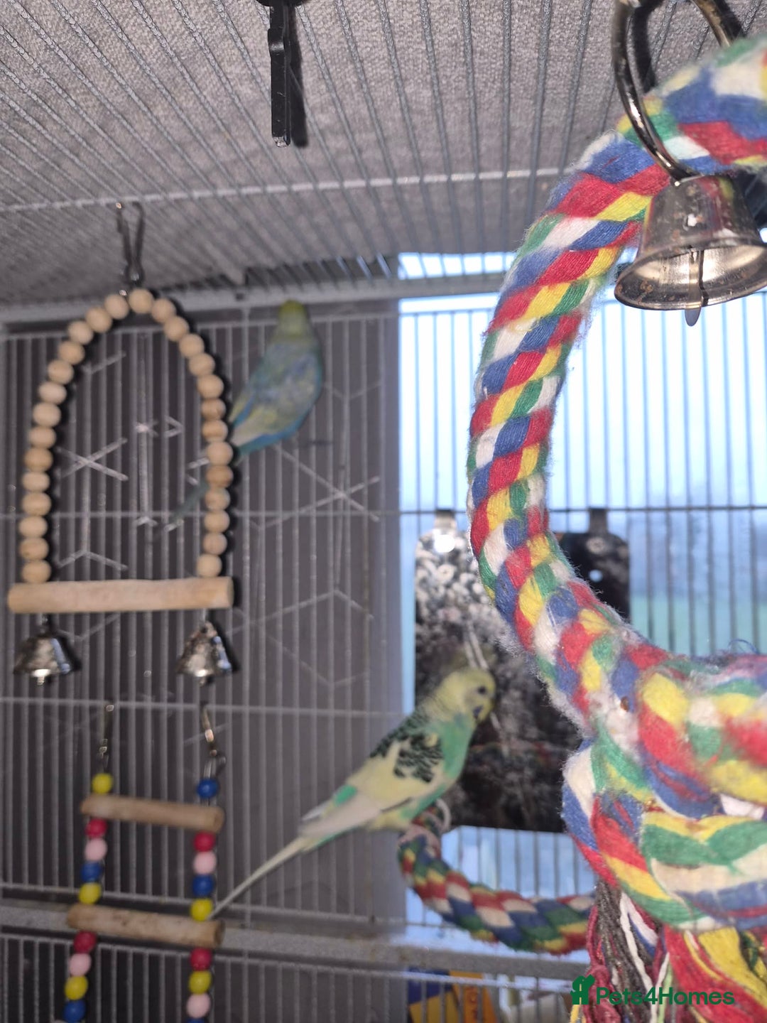 Budgerigars birds for sale: Reboming my budgies with set up - Advert 3