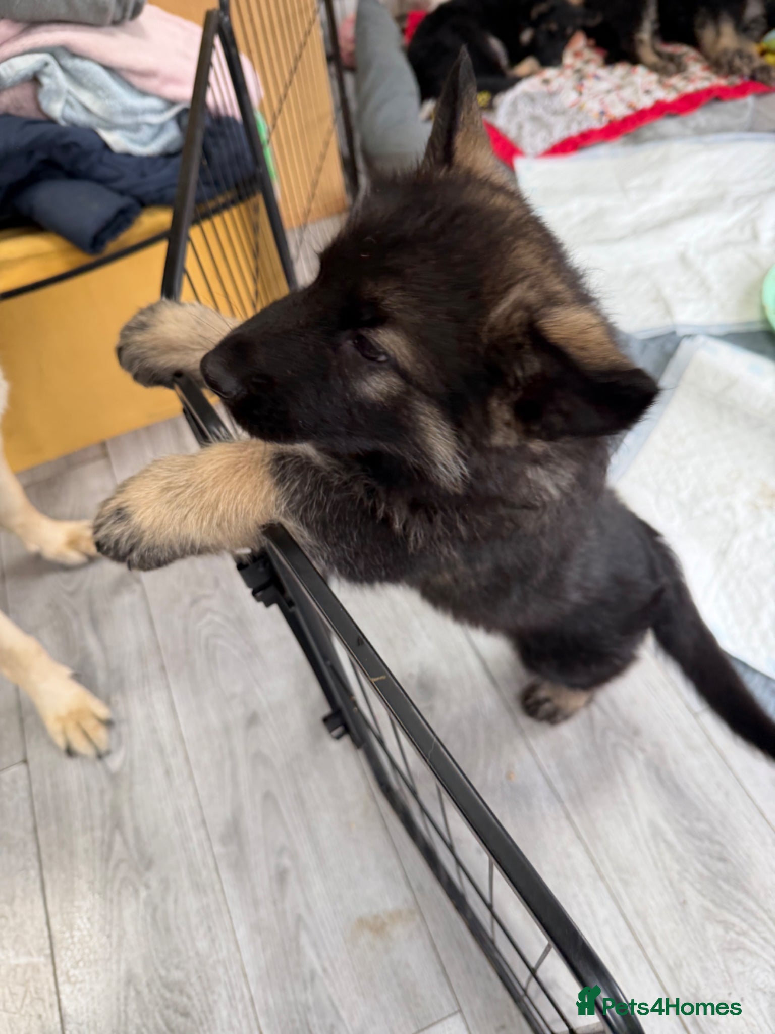 German Shepherd dogs German Shepherd Puppies (Last 2 boys!!) - Advert 15