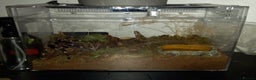 Tarantulas invertebrates for sale: Various T's FOR SALE!  - Advert 6