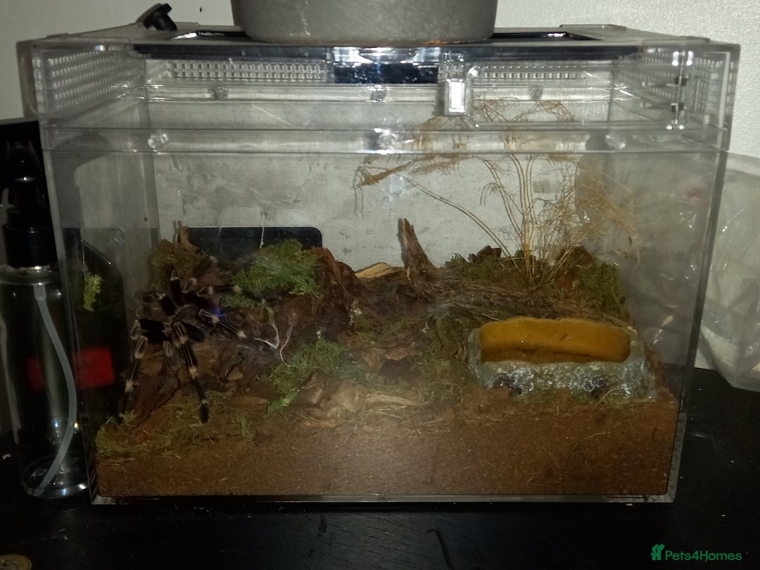 Tarantulas invertebrates for sale: Various T's FOR SALE!  - Advert 6