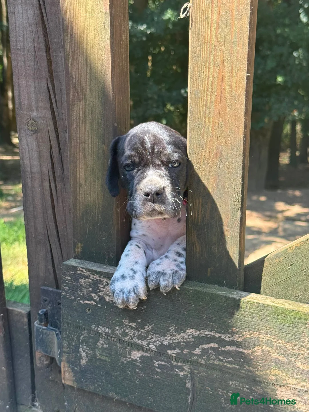 Pointer dogs for sale: Only 4 bitches remaining  - Advert 9