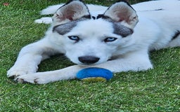 Siberian Husky dogs for sale: Male entire husky  - Image 2