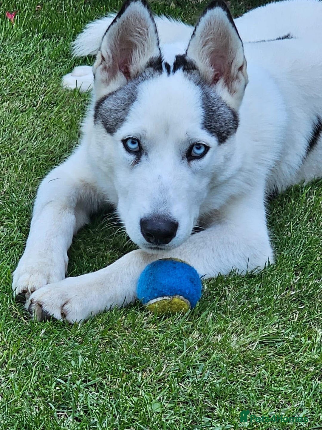 Siberian Husky dogs for sale: Male entire husky  - Image 2