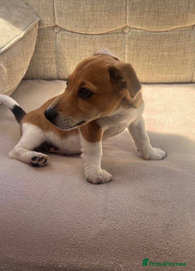 Jack Russell dogs For sale Jack Russel  - Advert 1