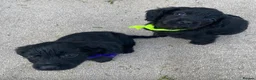 Cocker Spaniel dogs for sale: cocker spaniel puppies ready to leave  in Aylesford - Advert 13