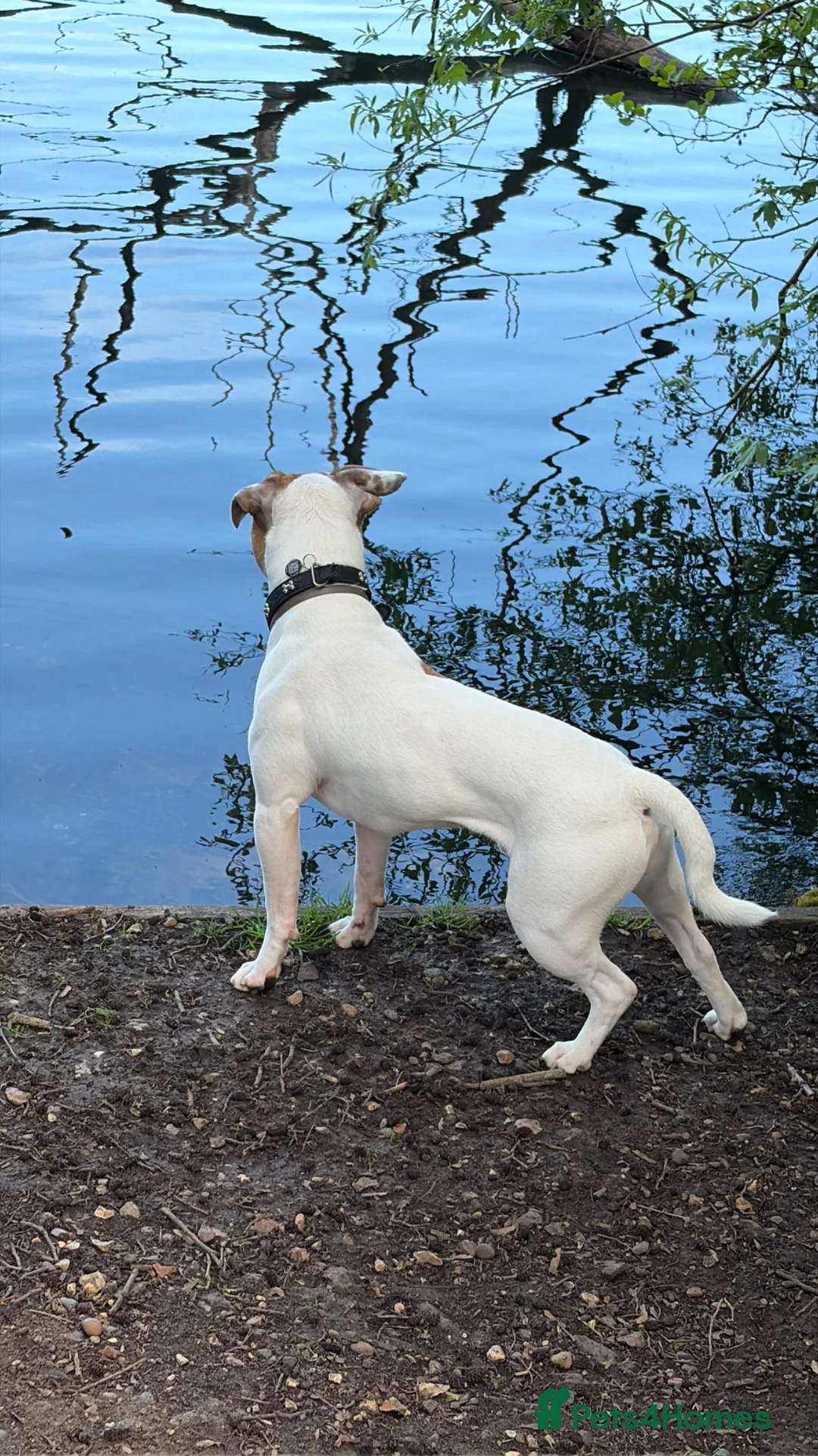 Mixed Breed dogs for sale:  Loving, Active Boy Looking for a New Home  in Reading - Advert 2