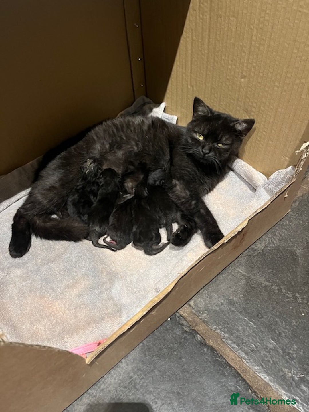 British Shorthair cats for sale: 4x British Shorthair Cross Kittens - Advert 3