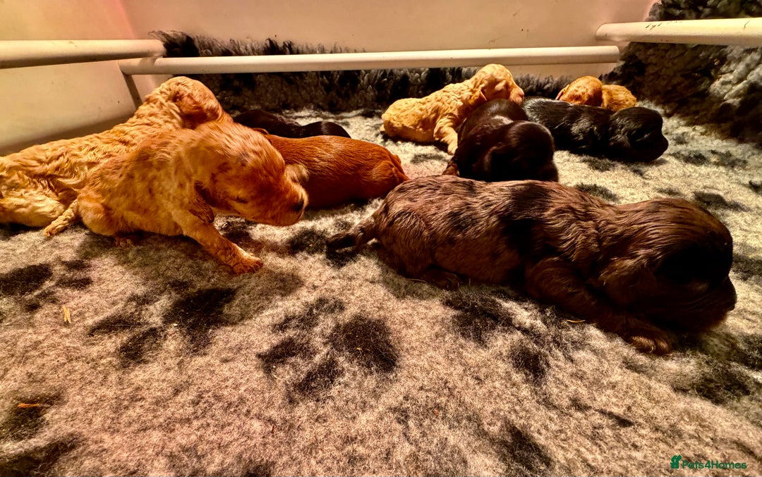 Cavapoo dogs for sale: Top quality F1 Cavapoo puppies - Advert 8