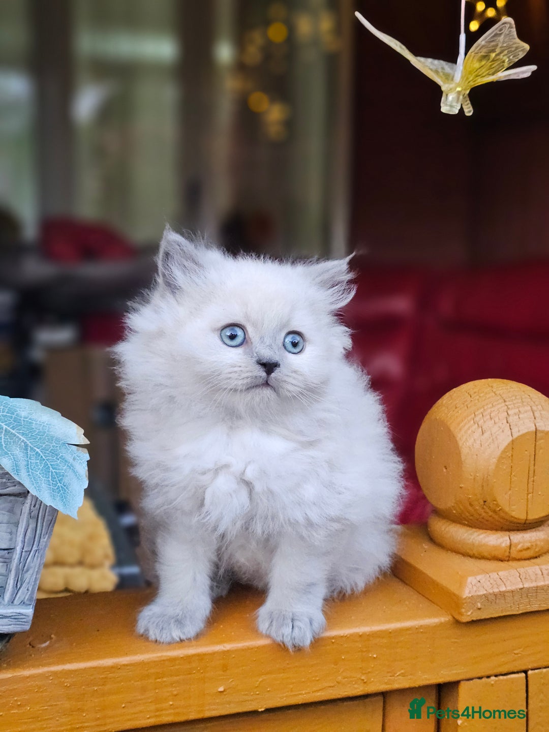 British Shorthair cats for sale: Last 4 male British Short-hair/long hair kittens  - Image 13