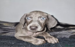 Weimaraner dogs for sale: Blue and Silver Weimaraner  - Image 5