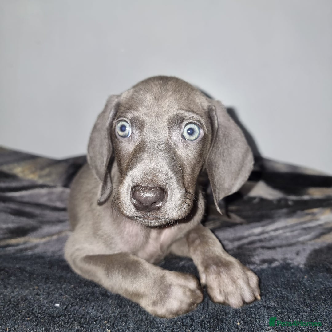 Weimaraner dogs for sale: Blue and Silver Weimaraner  - Image 5