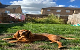 Cavalier King Charles Spaniel dogs for stud: King Charles cavalier  - Image 1