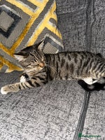 Mixed Breed cats - Advert 3