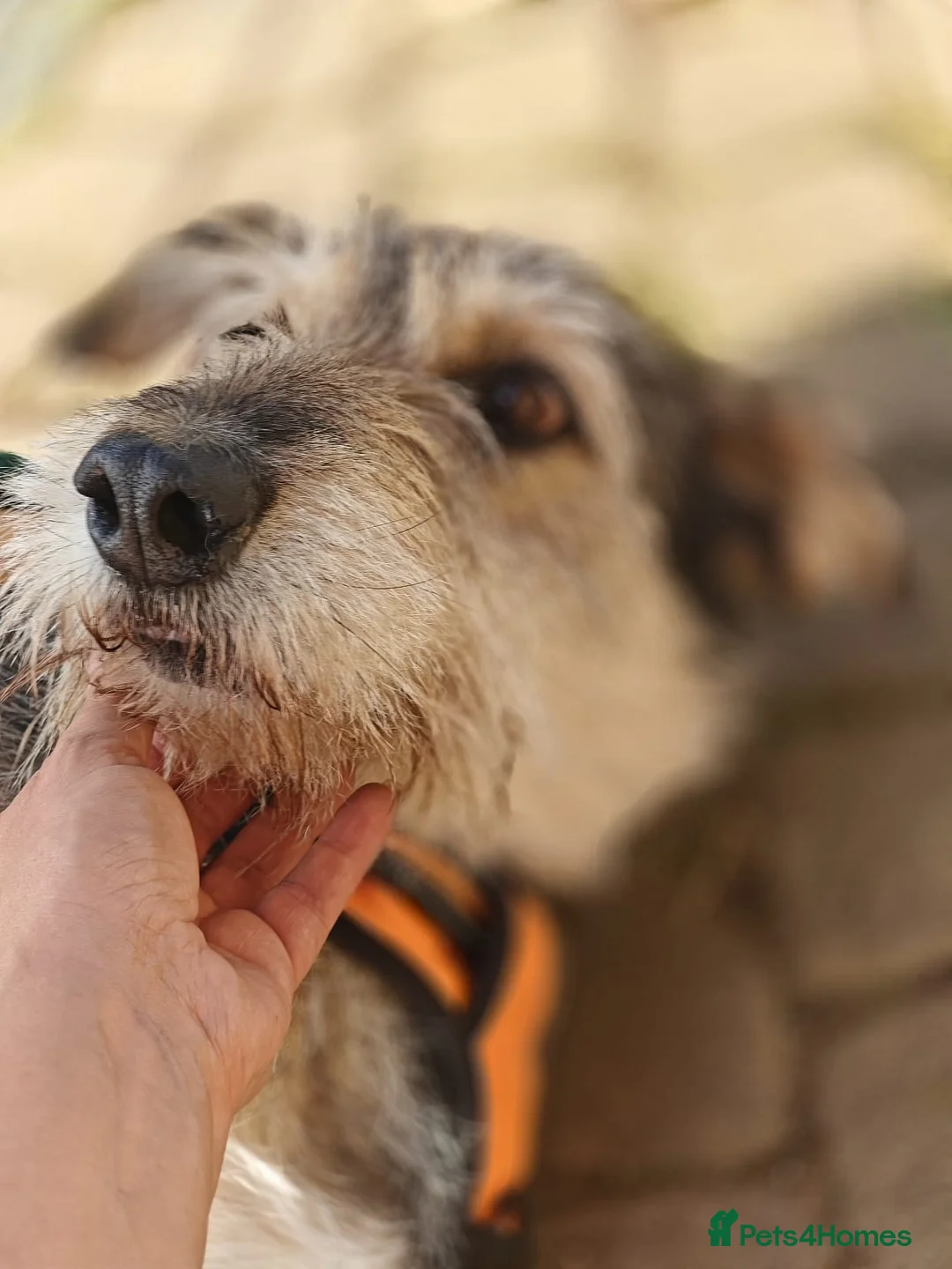 Mixed Breed dogs for adoption: ❤️OXY❤️Large• Scruffy •Gentle • Playful • Loving - Advert 18