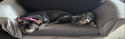 German Shepherd dogs for sale: Female gsd and pocket bully for sale  in Mansfield - Advert 20