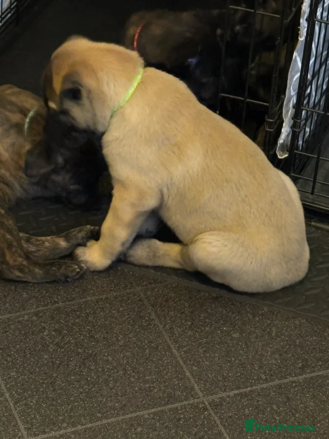 Mixed Breed dogs for sale: Belgium Malinois x Dutch Herder Puppies - Advert 2