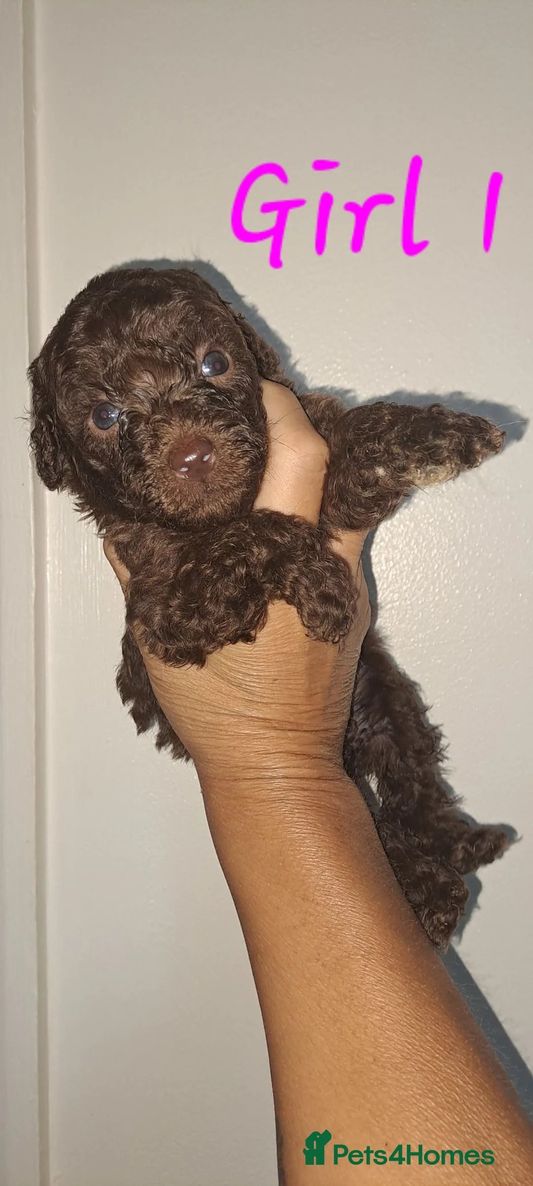 Toy Poodle dogs for sale: Health clear Kc chocolate toy poodles  in Romford - Advert 2