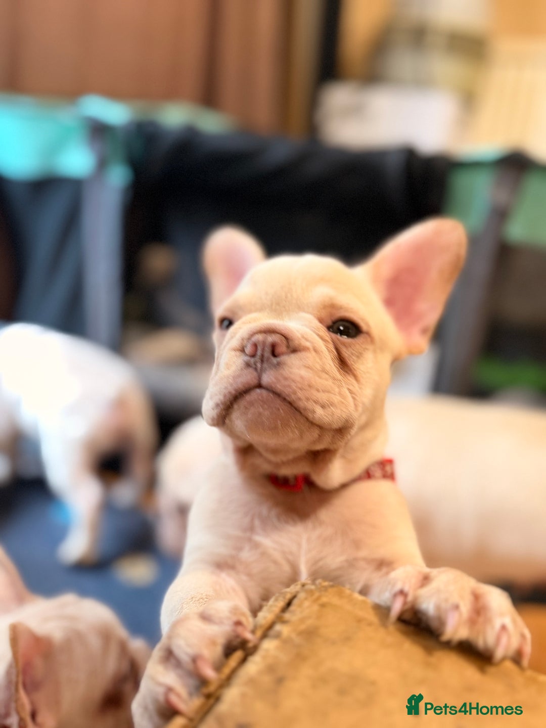 French Bulldog dogs for sale: Beautiful French Bulldog Puppies - Advert 5