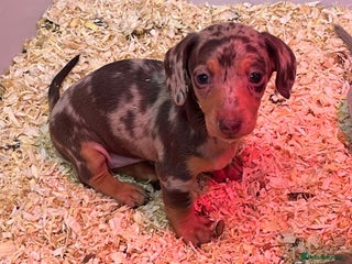 Miniature Dachshund dogs 1 Isabella Boy 💖 Full dapple girl 5⭐️breeder - Advert 5