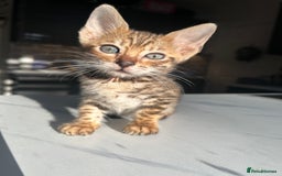 Bengal cats for sale: 4 tiger cub bengal girls for sale  - Advert 5