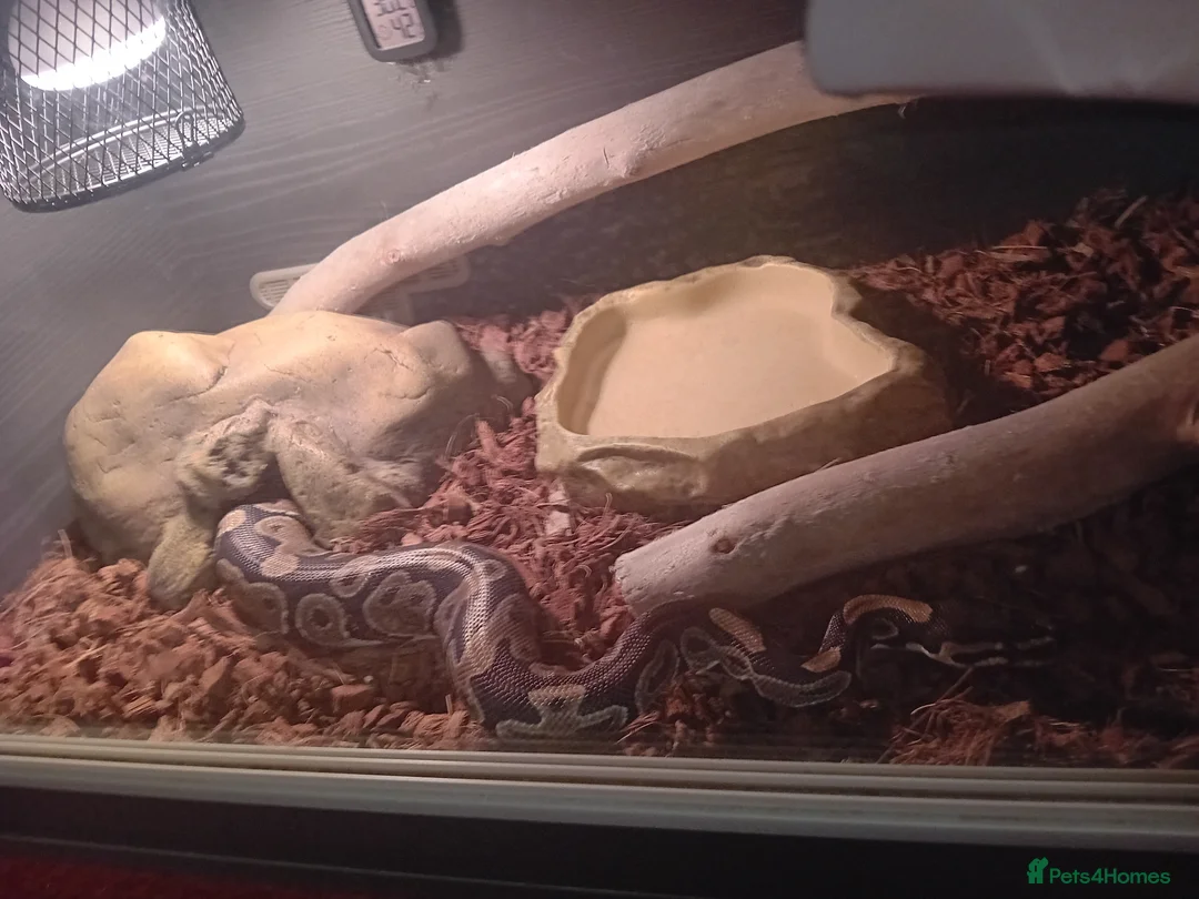 Python Snake reptiles for sale: Ball python in Bridport - Advert 2