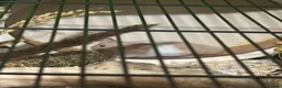 Hamster rodents for sale: Male Syrian hamster and cage  - Advert 2