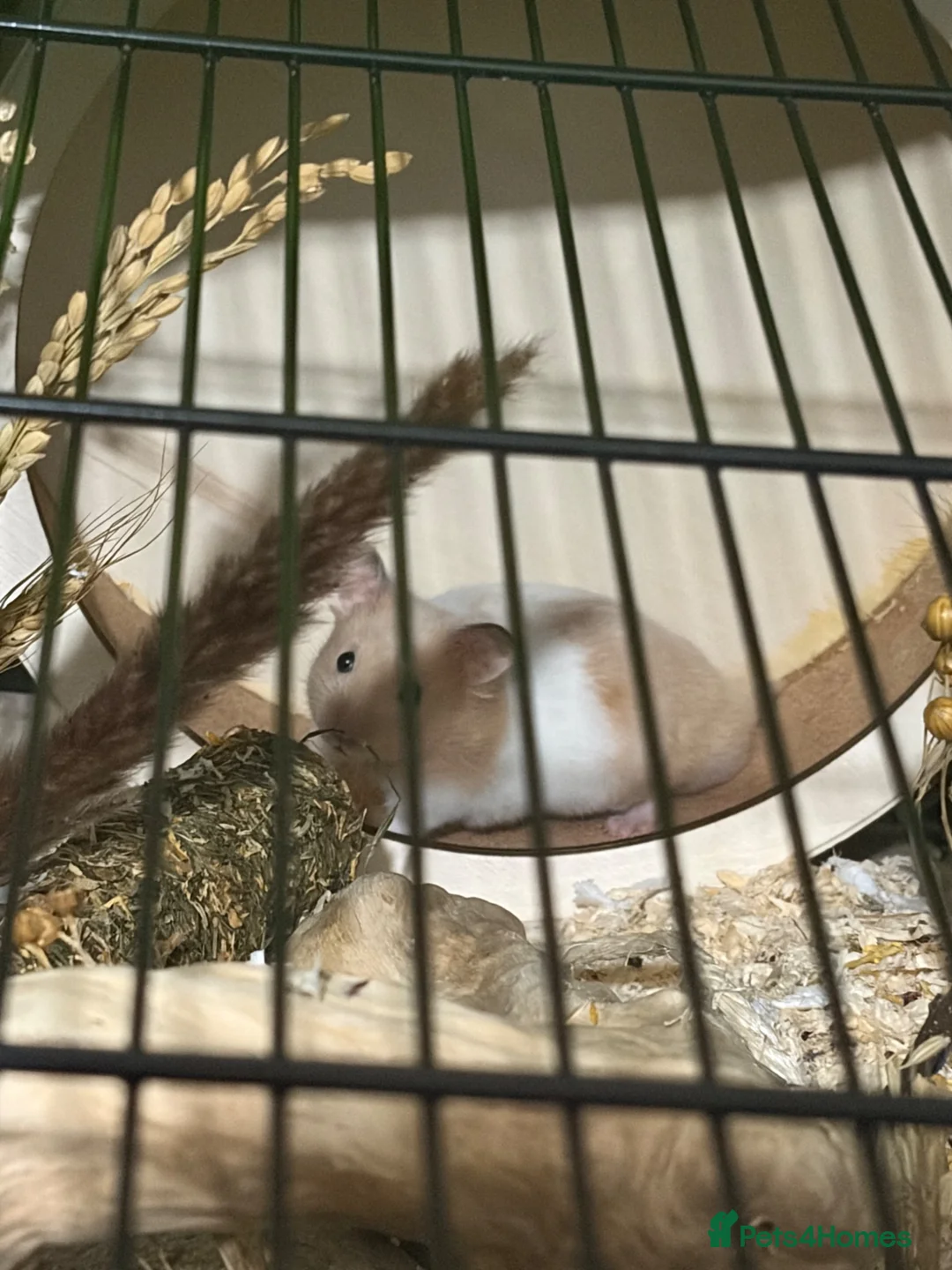Hamster rodents for sale: Male Syrian hamster and cage  - Advert 2