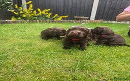 Cocker Spaniel dogs for sale: Show type x working cocker spaniel puppies - Image 10