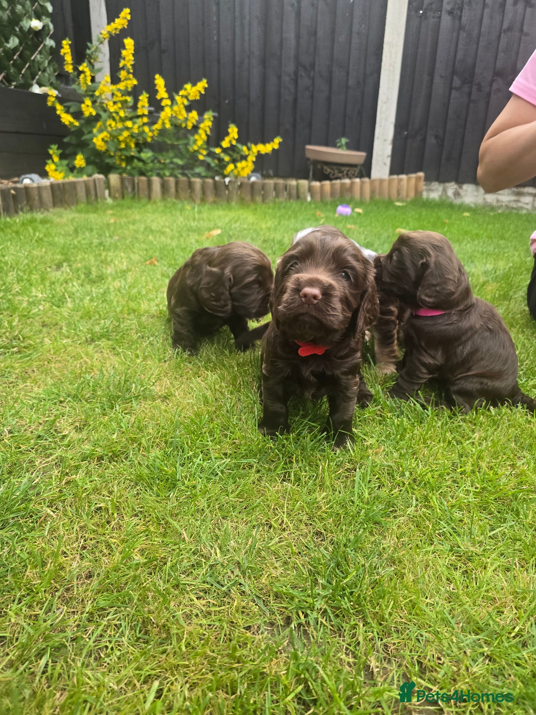 Cocker Spaniel dogs for sale: Show type x working cocker spaniel puppies - Image 10
