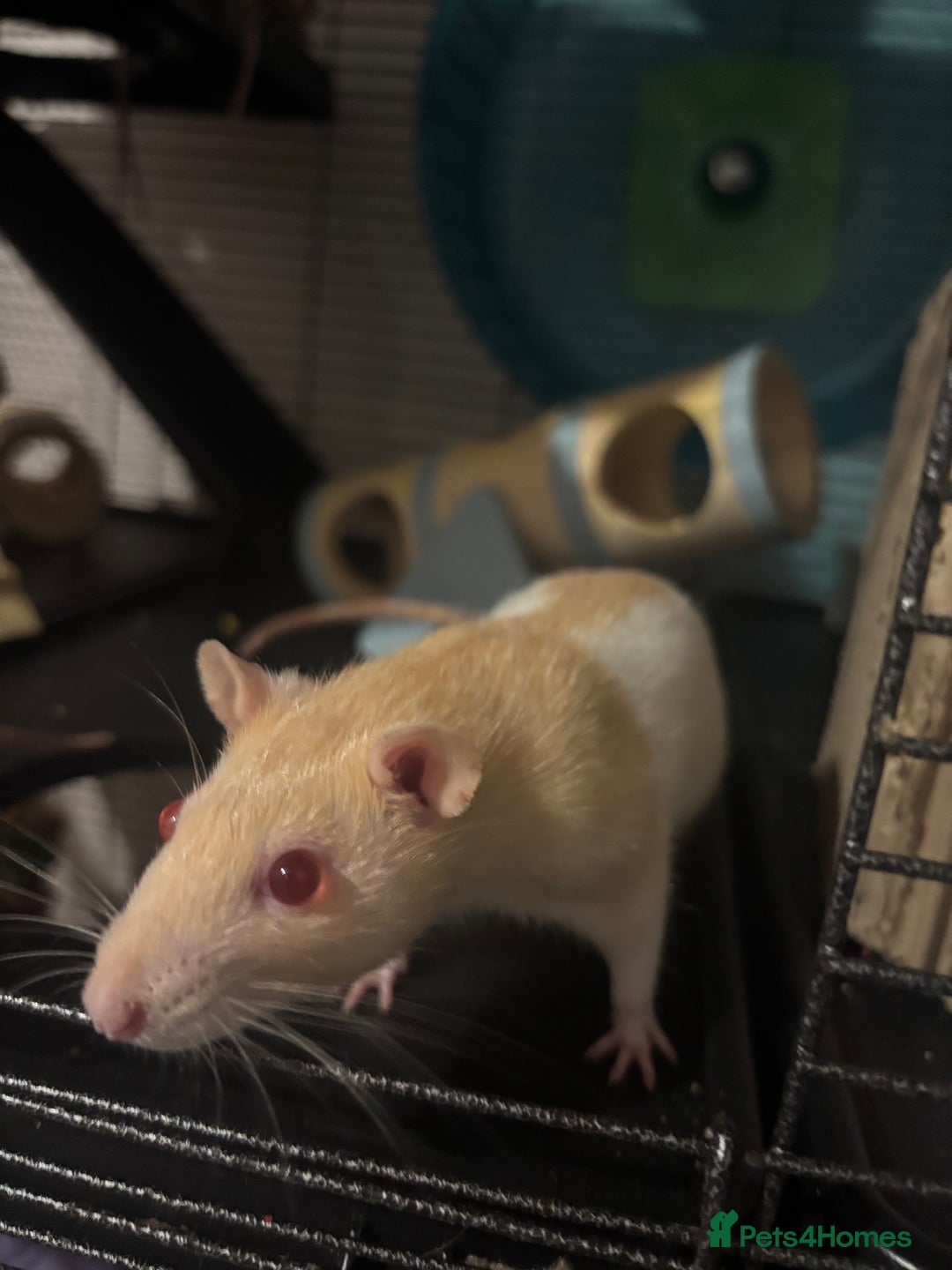 Rat rodents for sale: 3 FEMALE RATS + CAGE - Advert 19