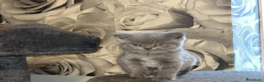 British Shorthair 4